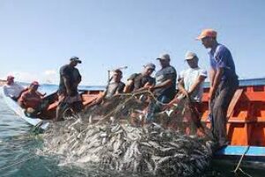 La saison de pêche à la sardine commence selon la réglementation en vigueur