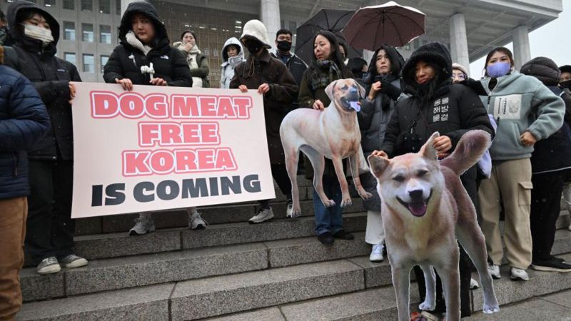 Les Sud-Coréens ne pourront plus commercialiser la viande de chien pour en manger