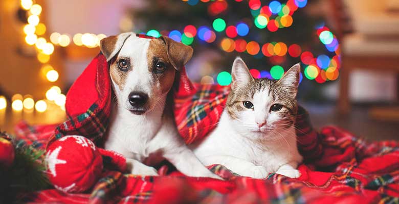 Les animaux de compagnie sont pour la vie, pas seulement pour un Noël