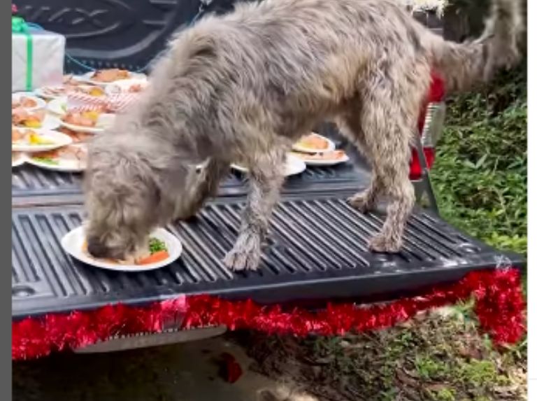Les gens à fourrure dans la rue ont aussi eu leur dîner de Noël
