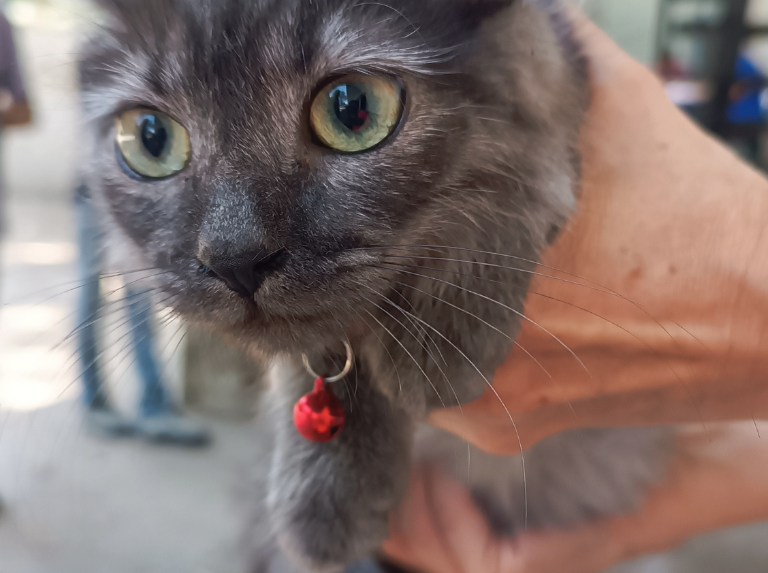 Luna consiguió el amor de una familia