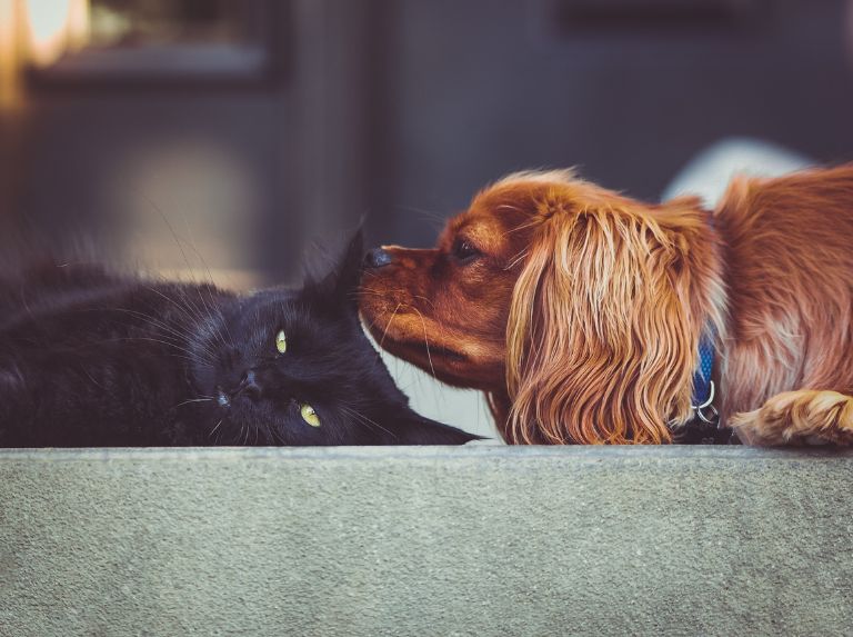 Politiques relatives aux animaux de compagnie : une réalité