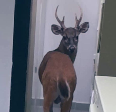 Un cerf est entré dans le Sambil Valencia