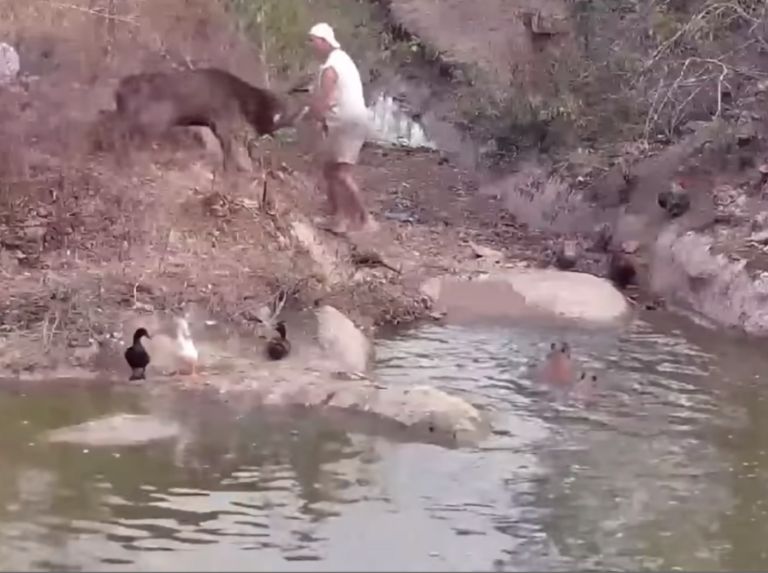 Frank Cuesta est attaqué par un cerf et tout a été enregistré en vidéo