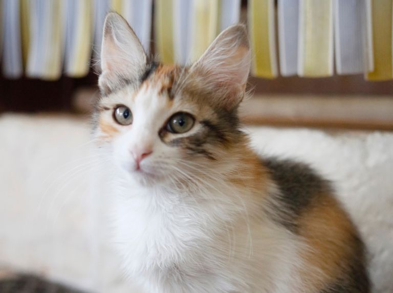 La légende tibétaine des chats Calico
