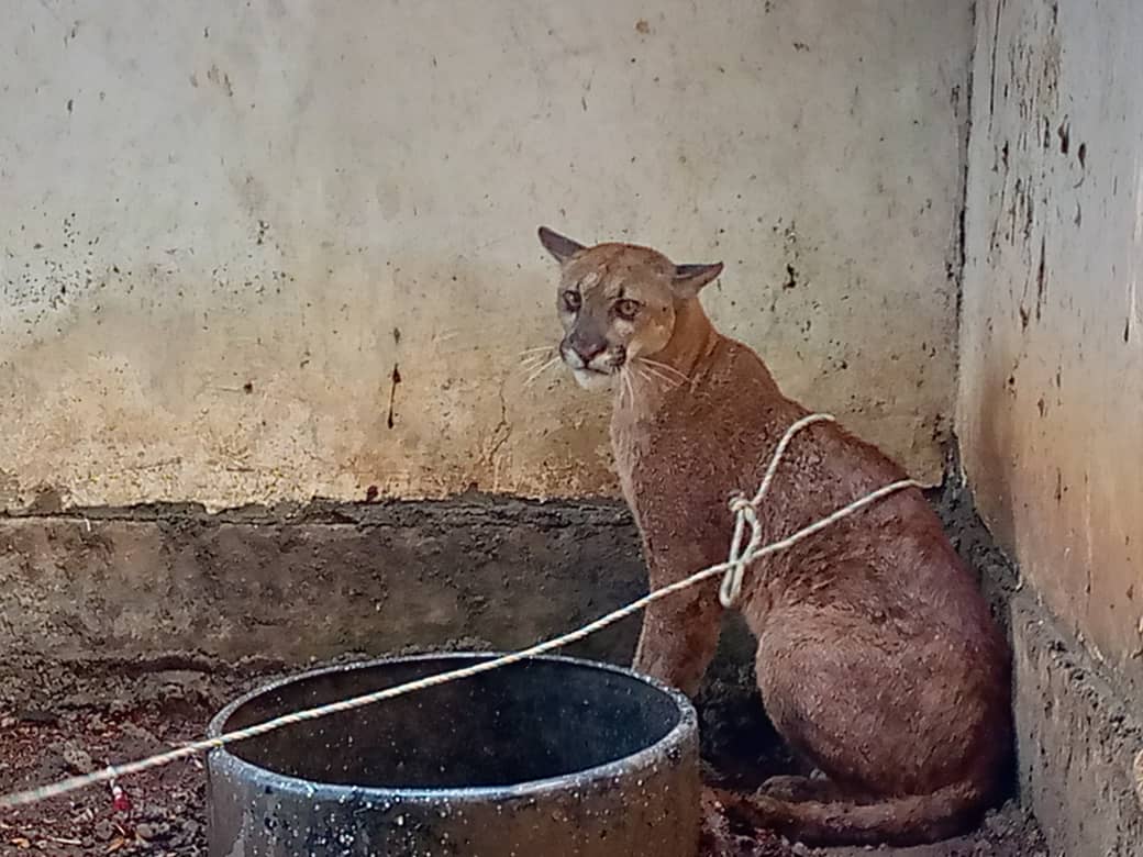 Puma mâle concolor sauvé à Trujillo