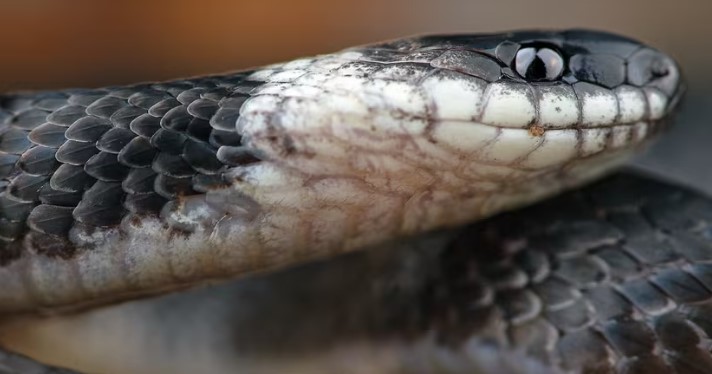 Une nouvelle espèce endémique de serpent découverte en Équateur