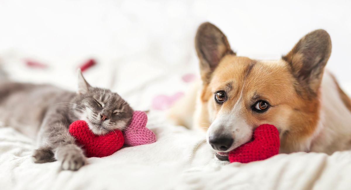 Así puedes prevenir las enfermedades más comunes en tus mascotas. Foto: Shutterstock