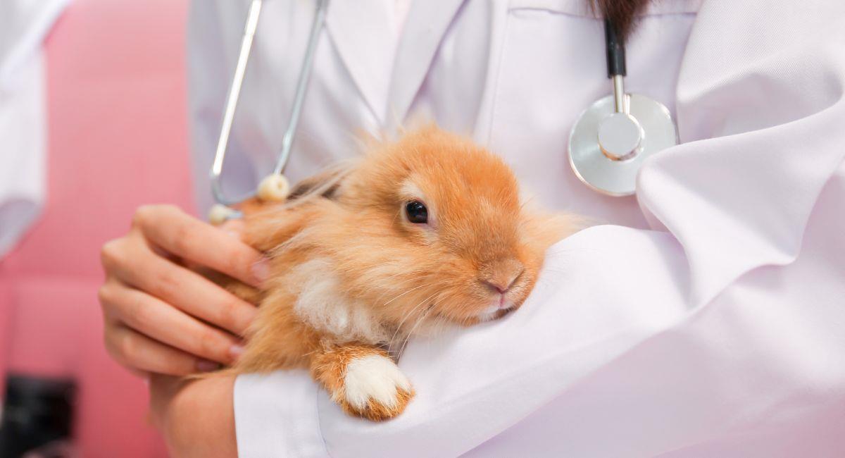 3 animales que no debes tener como mascota, según experto. Foto: Shutterstock