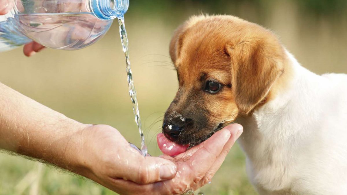 La chaleur intense peut affecter les animaux