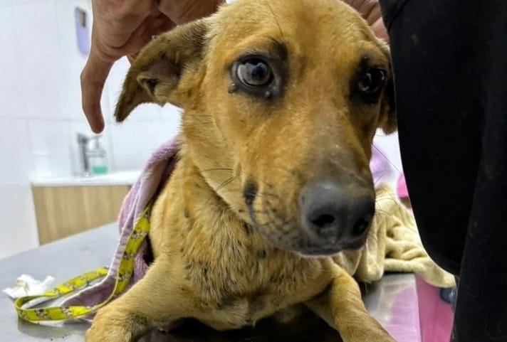 La police de Maracaibo sauve un chien en état de malnutrition dû à son abandon