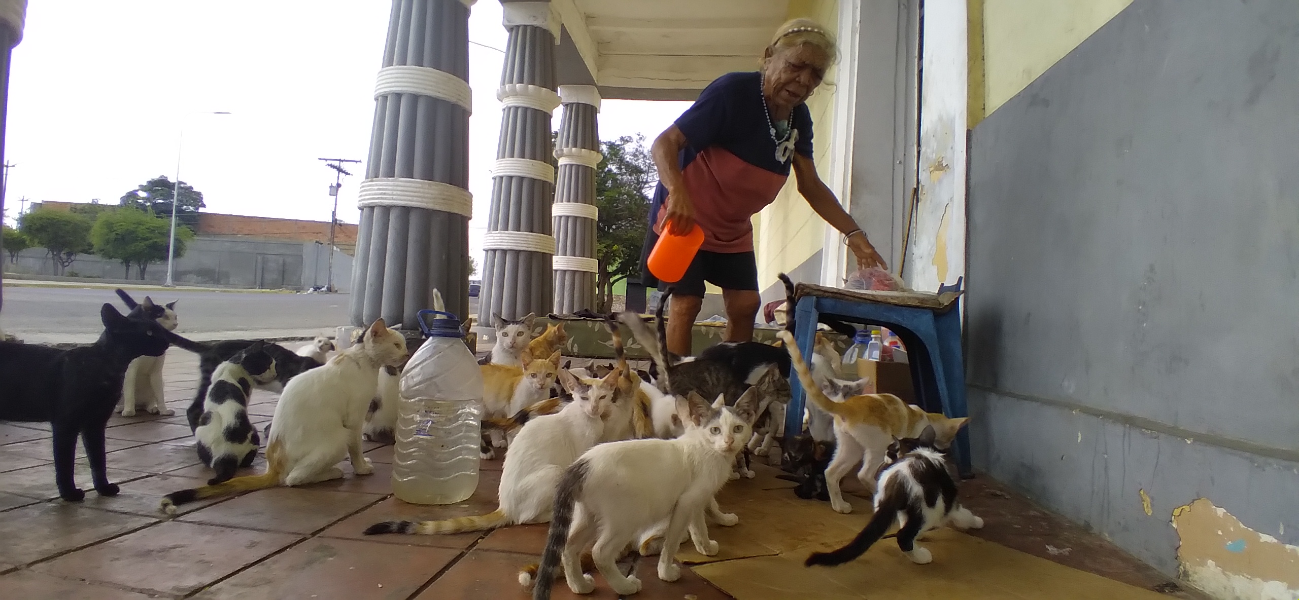 Ana Margarita et ses 80 chats survivent dans le temple du pharaon de Maracaibo