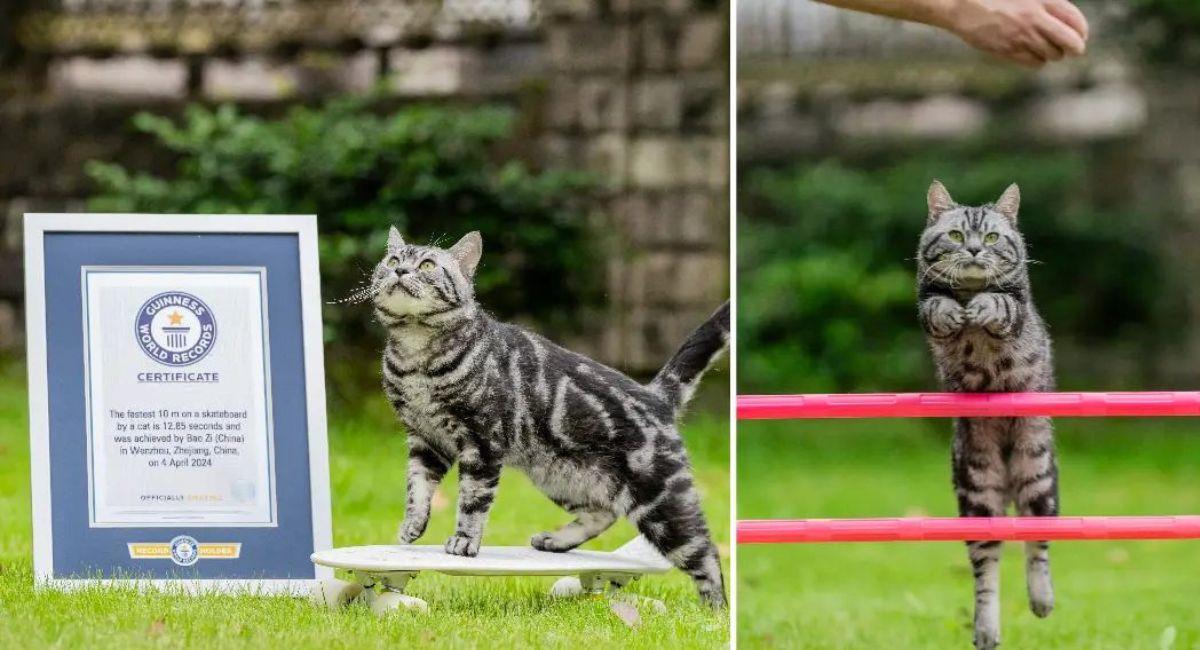Gato batió Récord Guinness tras patinar 10 metros. Foto: Twitter