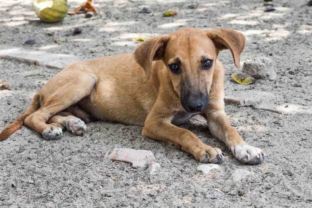 Consultation publique prolongée sur la loi pour le traitement digne des animaux
