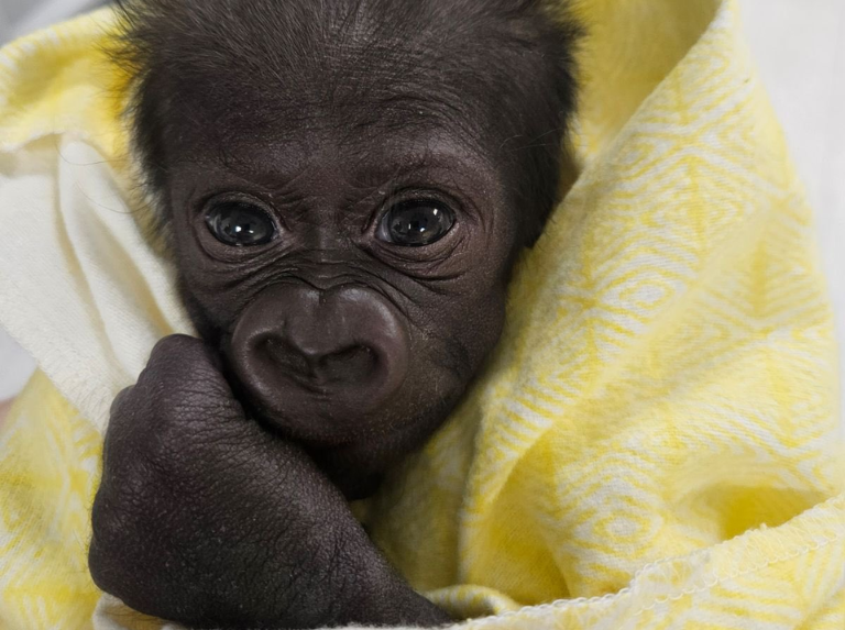 Le bébé gorille Jameela, né en captivité, fait de nets progrès