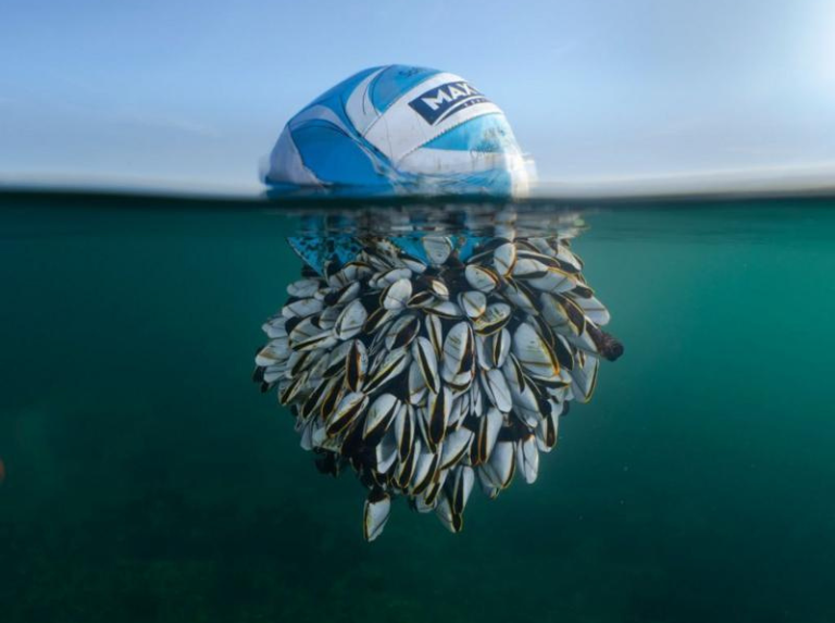« Le vagabond océanique », la photo gagnante du British Wildlife 2024