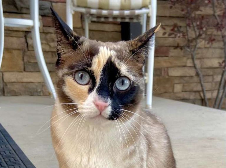 Un chat a été envoyé par erreur dans un colis Amazon