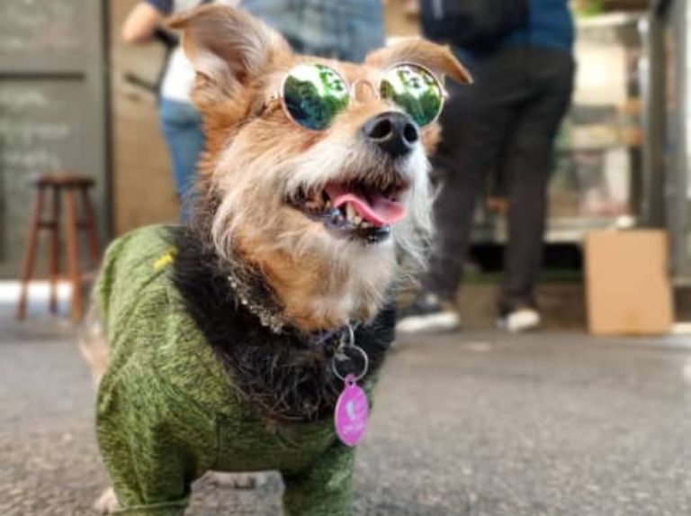 Hachi, l'intrépide Yorkie qui vous fait tomber amoureux de son esprit aventureux