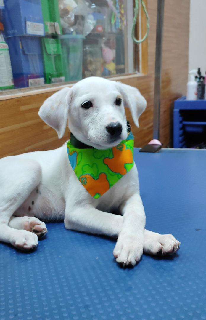 Le chien sauvé est désormais l'animal de compagnie du Polisucre