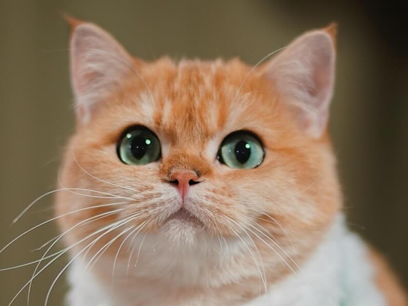 Gatos