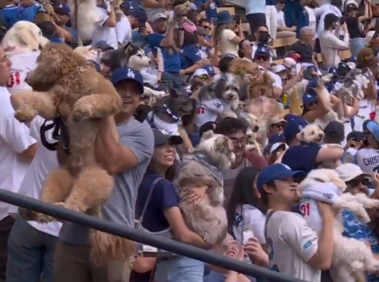 The Dodgers : Les louveteaux dans le parc sont devenus viraux sur les réseaux sociaux
