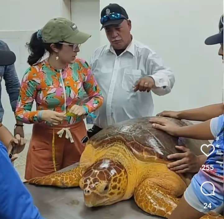 Tortue caouanne relâchée dans les eaux du lac Maracaibo