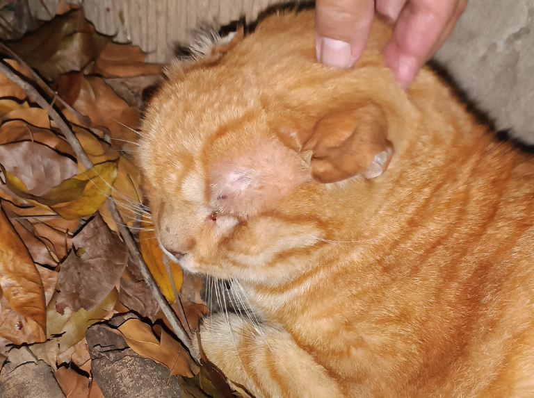 Catire esperando que le bajaran su comida. El tumor aun no había crecido tanto
