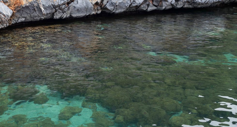 « Unomia stolonifera », le corail qui envahit les côtes du Venezuela et menace les Caraïbes