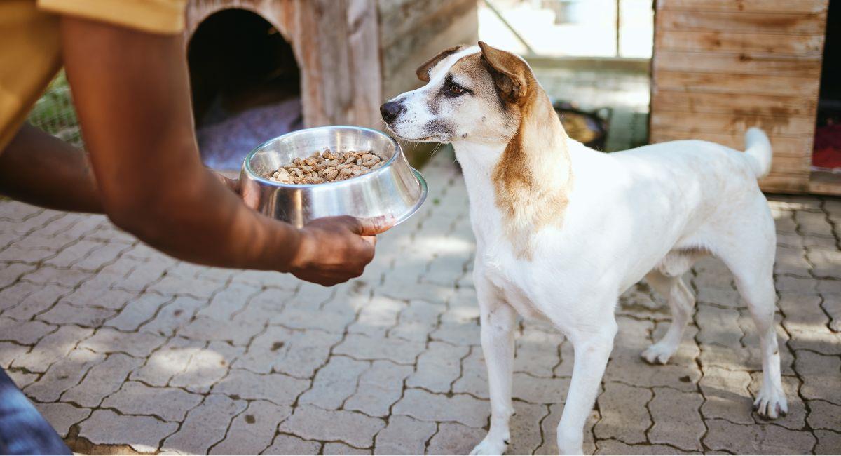 Más de 20 perros fueron rescatados de albergue en Antioquia. Foto: Shutterstock