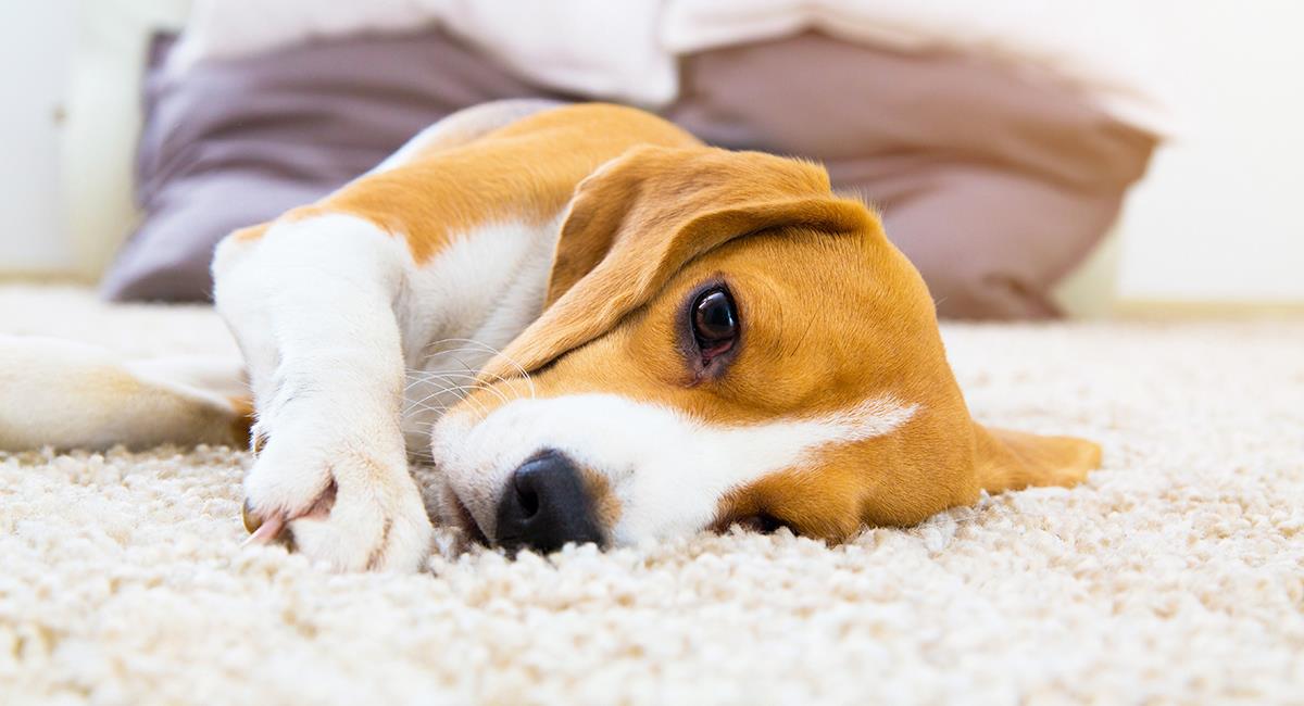 Comment savoir si un chien est sur le point de mourir ?