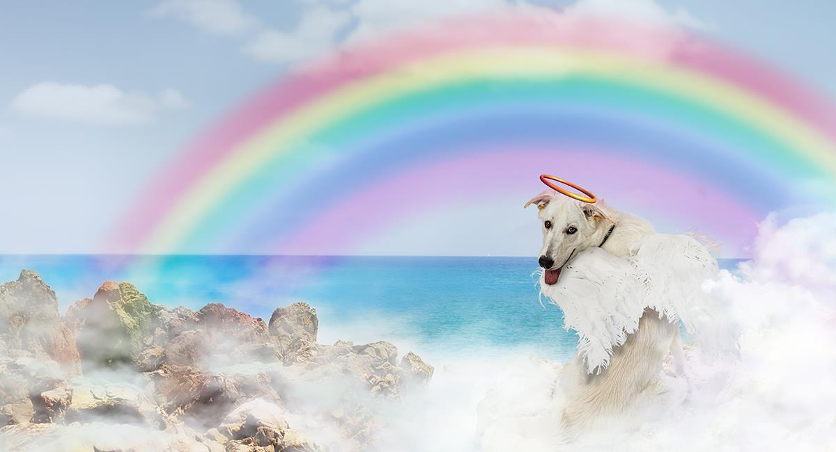 Où va votre animal lorsqu’il meurt ?