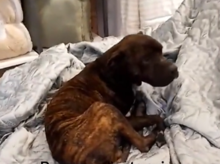 Un petit chien a trouvé refuge contre le froid entre des draps exposés dans un magasin