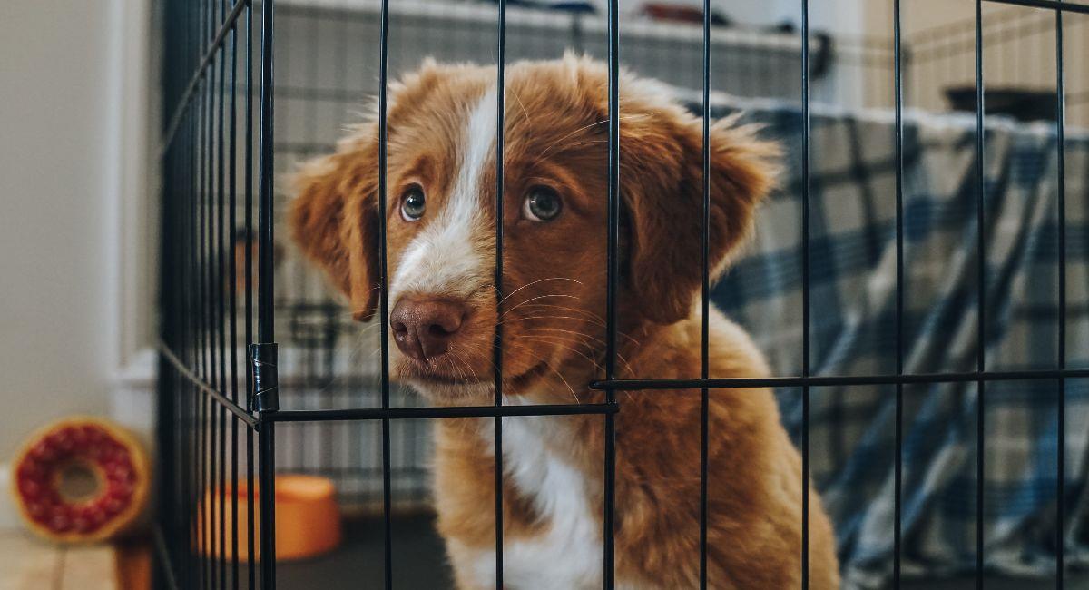 Adopta un nuevo amigo peludo en Expopet. Foto: Shutterstock