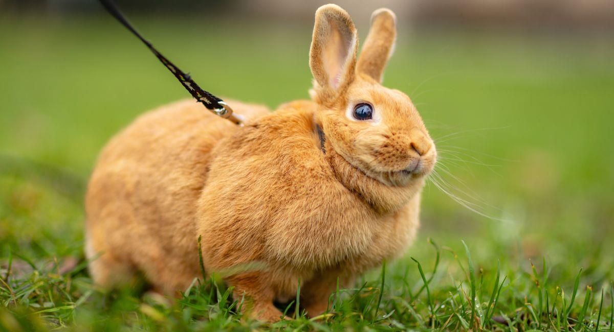 ¿Cuánto vale tener un conejo como mascota?: recomendaciones útiles. Foto: Shutterstock