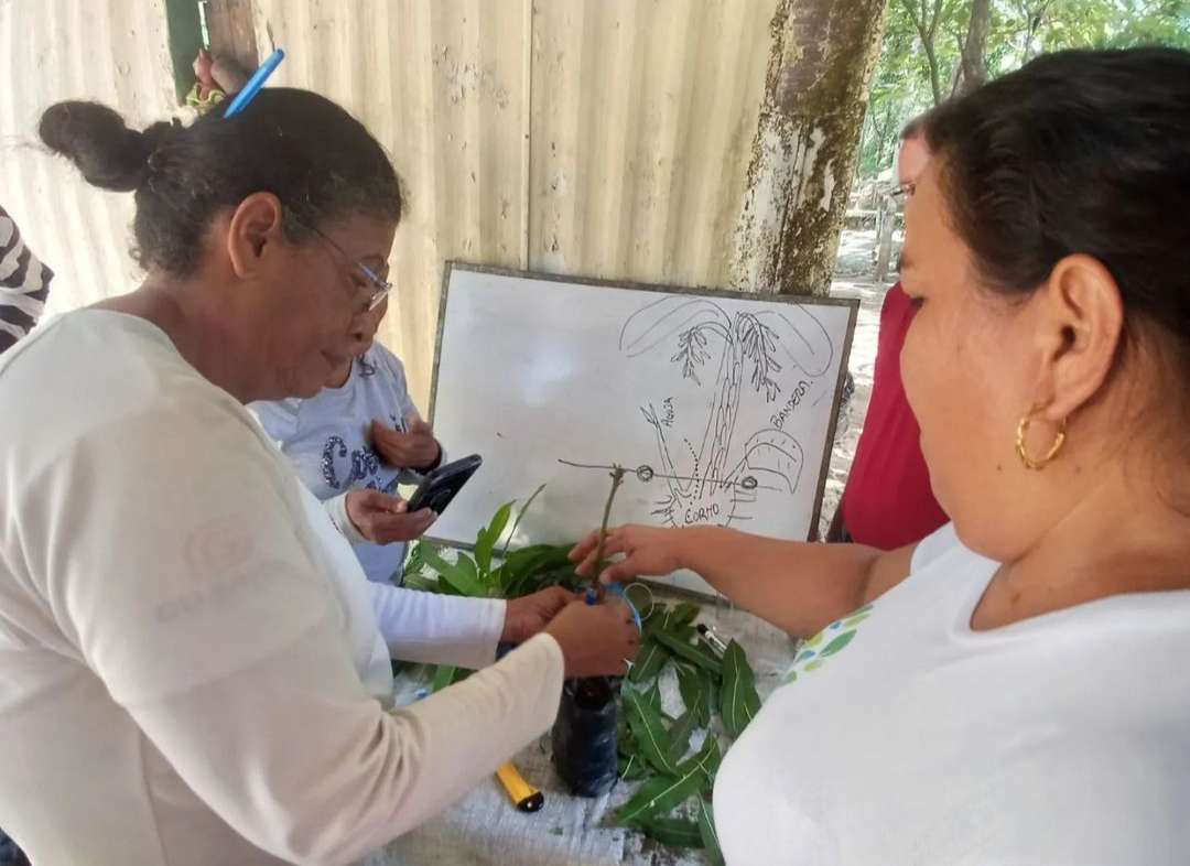 Avec des formations en pépinières, Inces promeut l'agriculture à Guárico