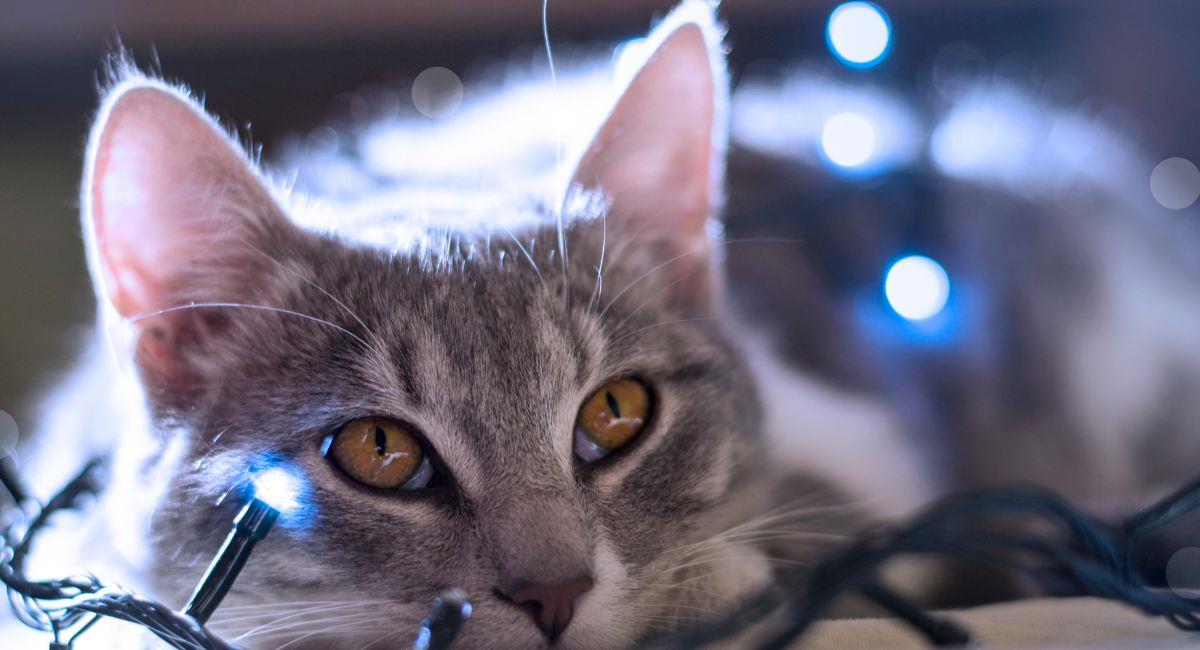 Protege a tu mascota de la pirotecnia con el método Tellington Ttouch. Foto: Shutterstock