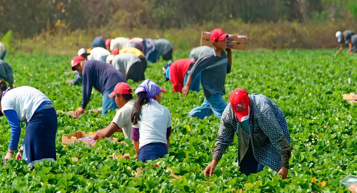 La mayoría de trabajadores latinos en campos como el agro no cuentan con estatus legal. Foto: Shutterstock