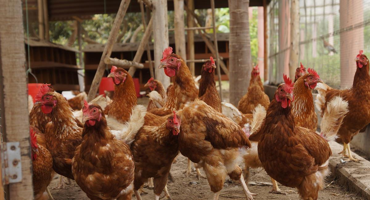 Muchos latinos en EE.UU. realizan labores en granjas de aves. Foto: Pixabay