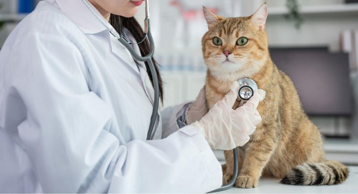 Alertan sobre falsos veterinarios en Colombia. Foto: Shutterstock