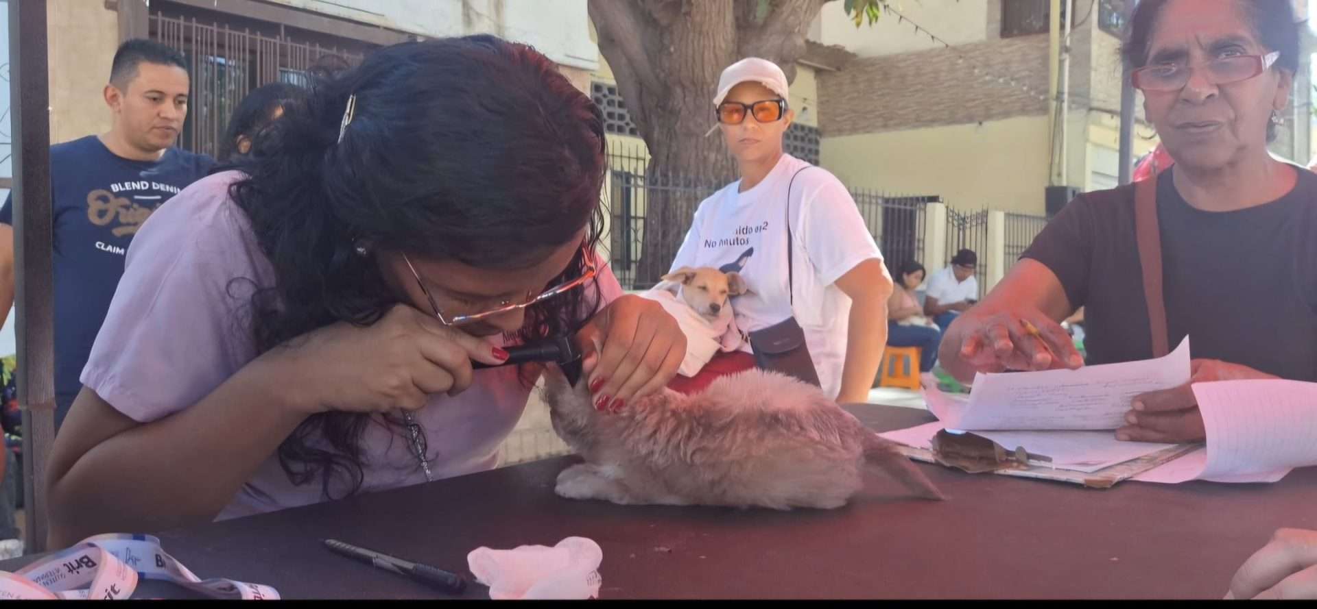 Plus de 13 000 animaux ont été servis à La Guaira pour 2024
