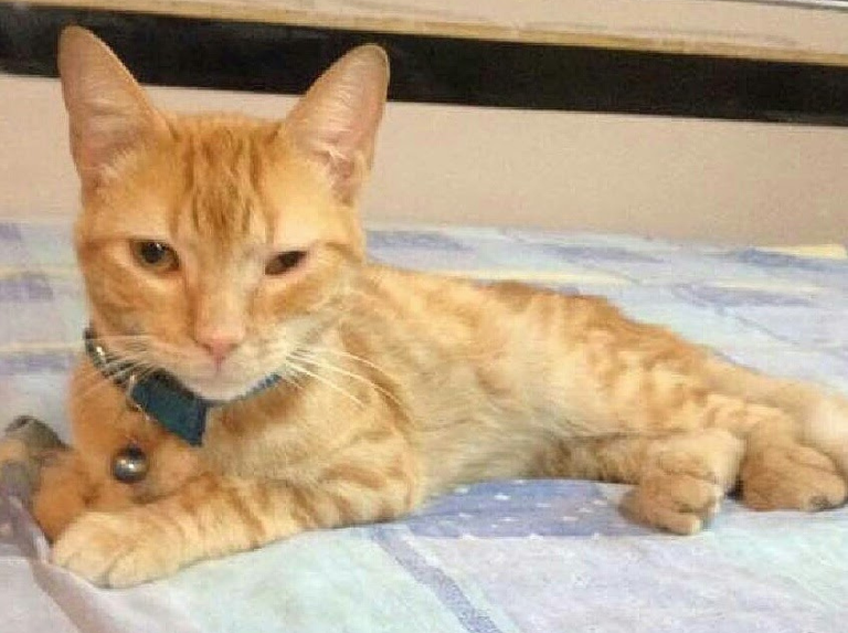 Sultan, mon chat, mon prince