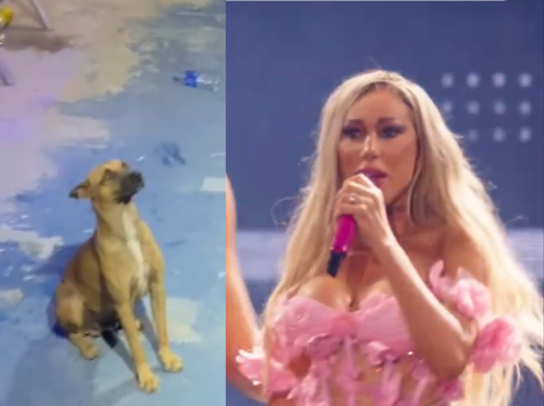 Taty Girl, la chanteuse qui a conquis les cœurs lorsqu'il s'occupe d'un chiot en concert complet
