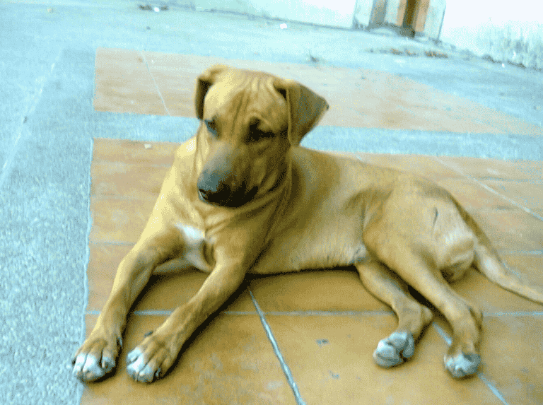 D'être un chien agressif pour un ange