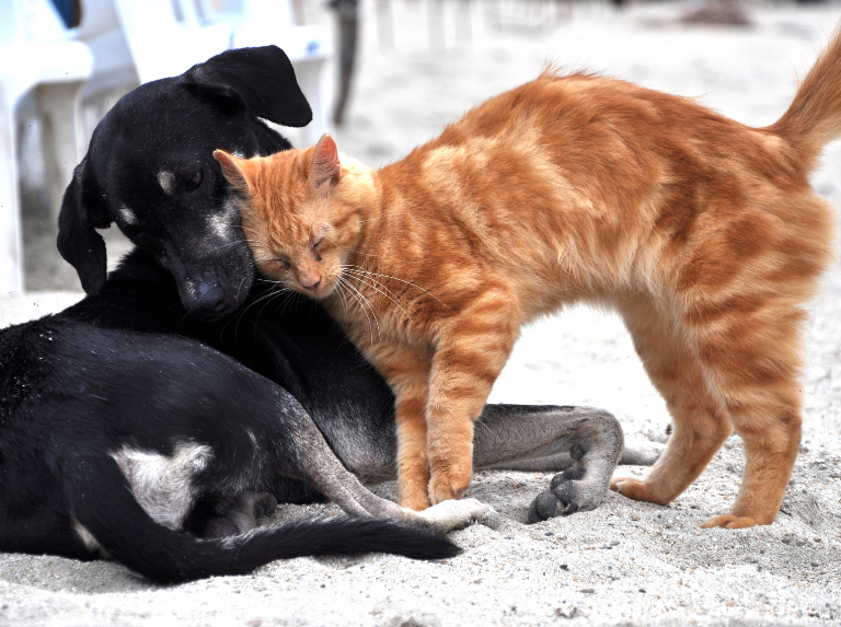 En environ, vous pouvez stériliser vos animaux de compagnie