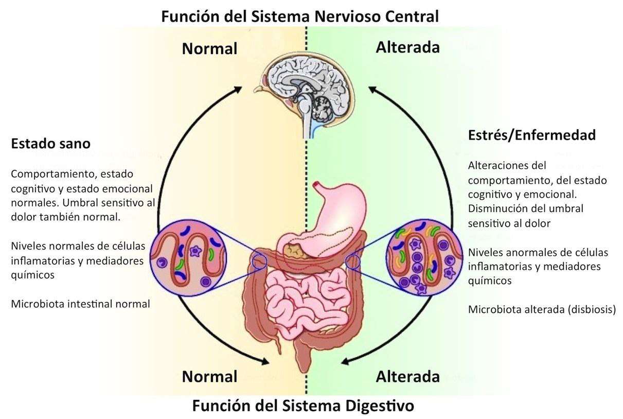 Le microbiote intestinal et sa relation avec le cerveau