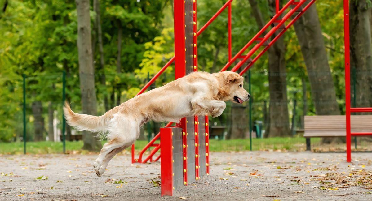 Conoce los 3 parques en Bogotá con zonas caninas. Foto: Shutterstock
