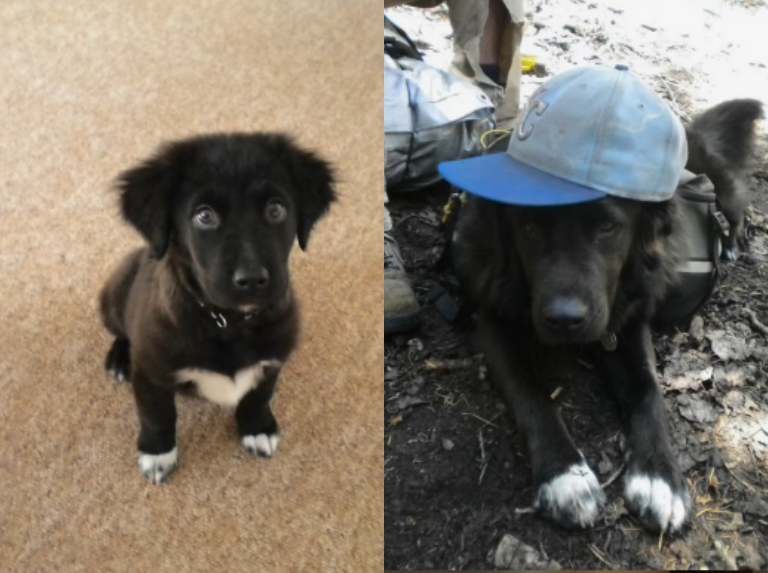 Un enfant a demandé 3 minutes en arrière avec son chien décédé