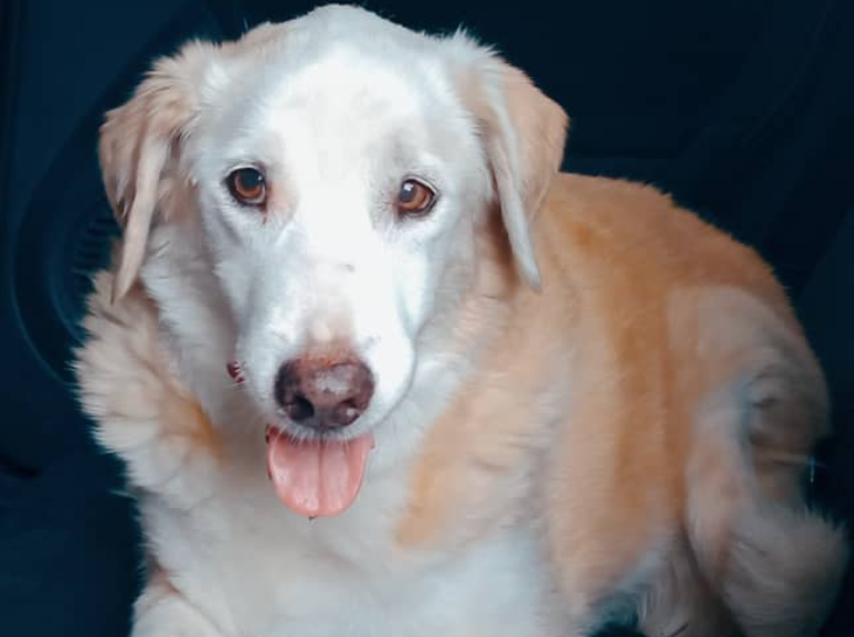 Le ciel des chiens s'il existe et a reçu ma chance
