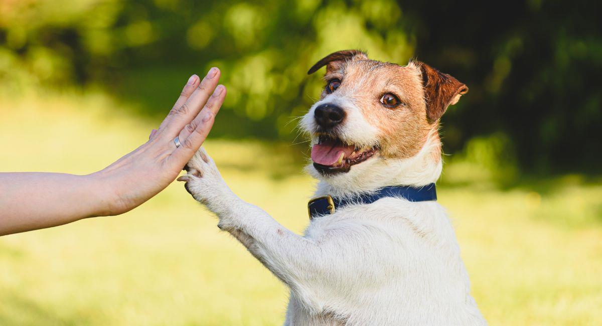 Avance en derechos animales: Leyes Ángel y Lorenzo ya son una realidad. Foto: Shutterstock