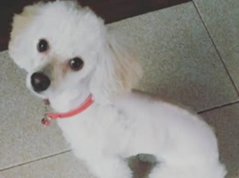 Fortunato: le chiot qu'ils n'ont jamais vendu